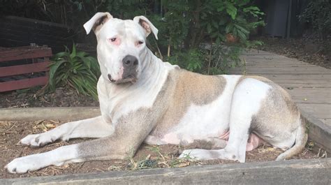 American Bulldog - Temperament, Lifespan, Shedding, Puppy