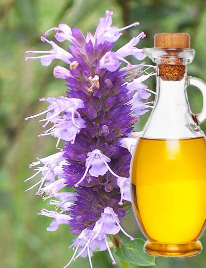 The Health Benefits of Hyssop Oil