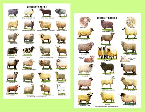 A4 Laminated Posters.breeds of Sheep 2 Different Posters - Etsy