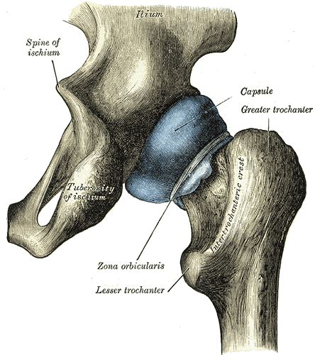Capsule of hip joint - Wikipedia