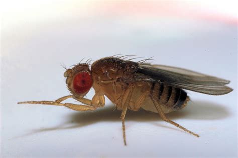 File:Fruit fly5.jpg - Wikipedia