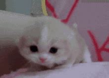 Little Meow Meow Cat Kitten Cute GIF - Little Meow Meow Cat Kitten Cute - Discover & Share GIFs