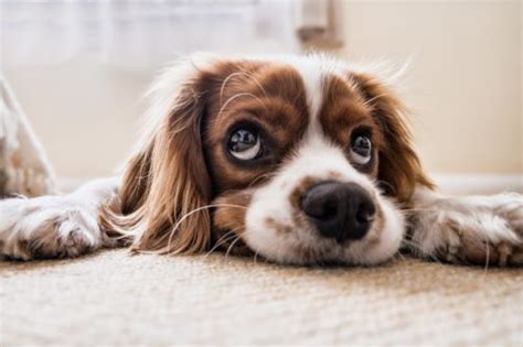 Dog Scared of Vacuum Cleaner: What to Do | Canna-Pet®