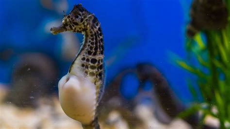 Yes, Male Seahorses Do Give Birth! Here's How | HowStuffWorks