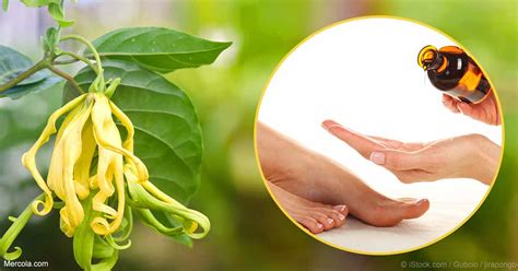 Herbal Oil: Ylang Ylang Oil Benefits and Uses