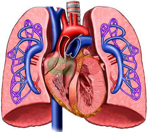 human heart label in 3d