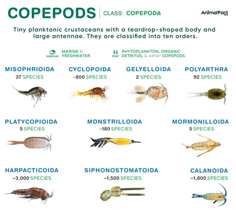 Copepods - Types, Species, Size, Characteristics, Life Cycle, Images