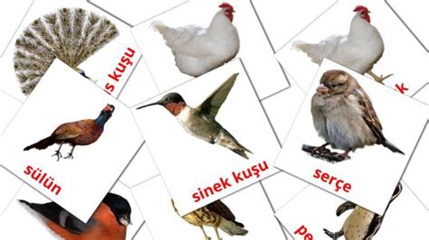 1300+ FREE Turkish Flashcards | PDF | Picture Vocabulary