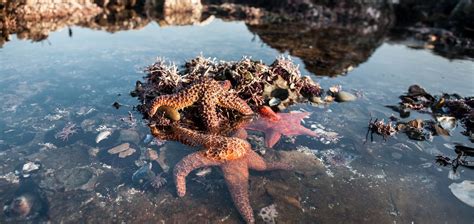 Tide Pools in Northern California You Need to See