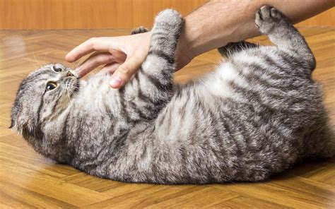 Symptoms And Cures For Your Clingy Cat | Step-by-Step Guide