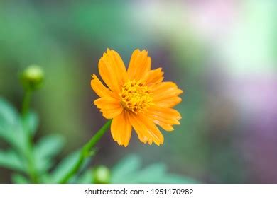 Pyrethrum Images, Stock Photos & Vectors | Shutterstock