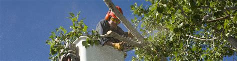 Tree Company | Tree Trimmers | Tree Pruning