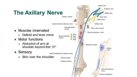 Axillary Nerve Anatomy - vrogue.co