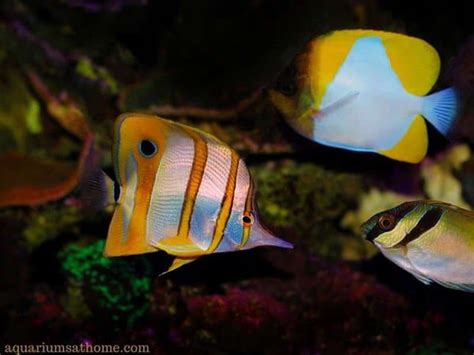 Are Copperband Butterflyfish Reef Safe?