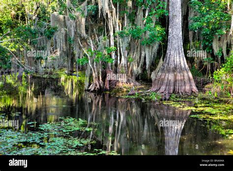 Cypress Swamp, Big Cypress National Preserve, Florida Stock Photo - Alamy