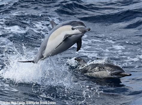 Dolphins vs Porpoises: What’s the Difference? - Harbor Breeze Cruises