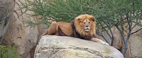 Bioparc Valencia tickets | musement