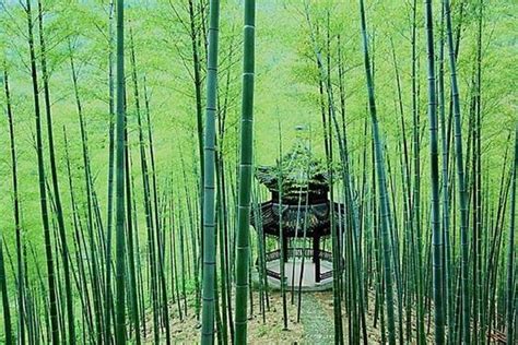 TripAdvisor | Two Days Mogan Mountain & Anji Bamboo Forest Family Fun And Leisure Tour provided ...