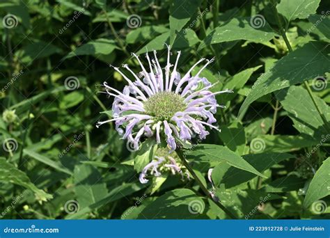 Wild Bergamot Flower stock photo. Image of summer, perennial - 223912728