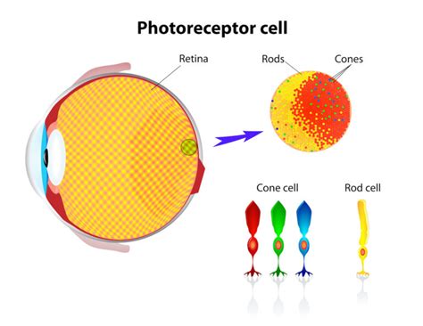 The Evolution of Color Vision in Humans and Animals - Color Meanings