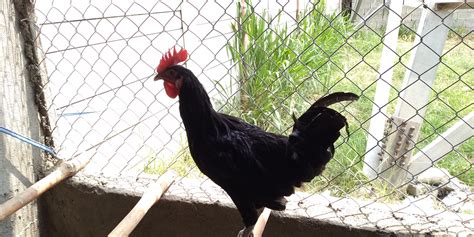 Australorp Breeders available in Islamabad – ChicksBazaar