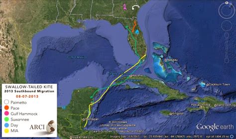 Swallow-tailed Kite Migration: Swallow-tailed Kite Migration: 07 Aug 2013