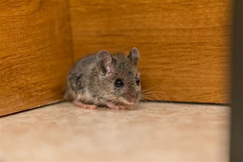 What to do When Finding Rodents in Classrooms? - Mouse Control