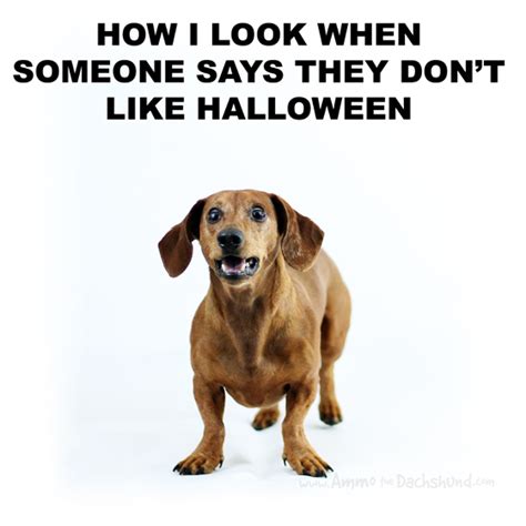 Halloween Memes Fit for the Dog | Ammo the Dachshund