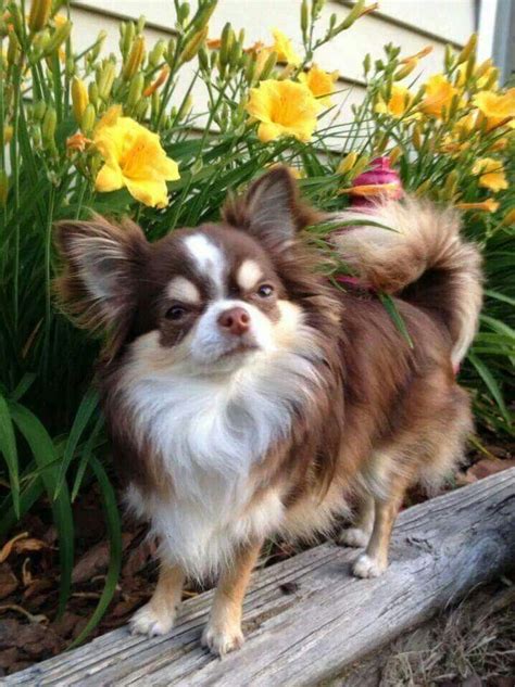 2163 best Chihuahua - Long Hair images on Pinterest | Chihuahua ...