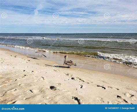 Alabama Gulf Coast Avian Wildlife Stock Image - Image of avian ...