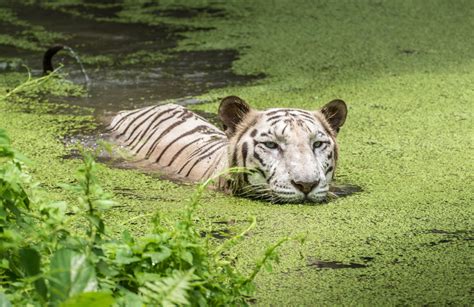 Visit Sundarbans Mangrove Forest -largest mangrove forests now