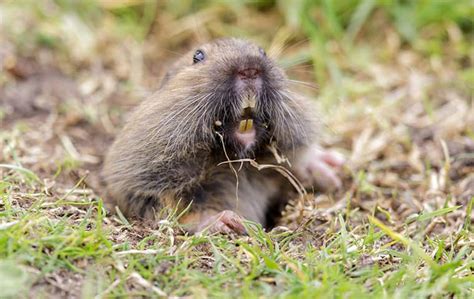 Effective Gopher Control Methods: How To Keep Gophers Away From Your ...