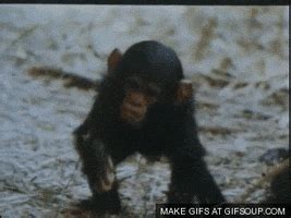 Bubbles The Chimp GIFs - Find & Share on GIPHY