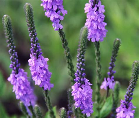 Vervain Hoary Verbena Stricta Seeds