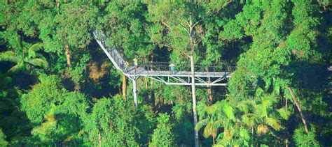 Tamborine Rainforest Skywalk | Experience Oz