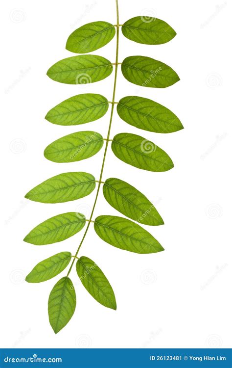 Stem With Green Leaves Stock Image - Image: 26123481