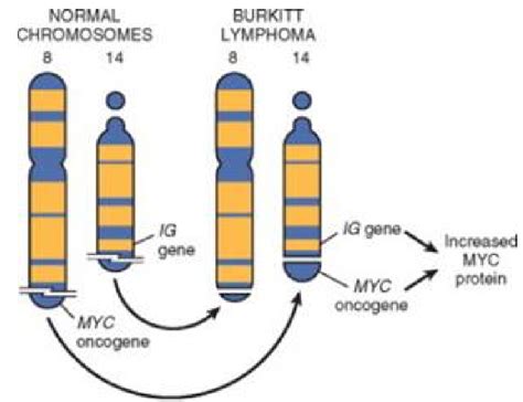 44. The myc oncogene. Types and their changes and role in tumours (c ...