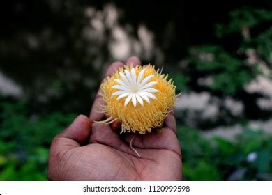 Elephant Apple Flower Isolated Stock Photo 1120999598 | Shutterstock