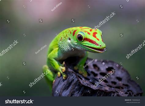 296 Madagascar giant day gecko Images, Stock Photos & Vectors ...