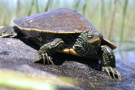 Northern Map Turtle | Wildlife Preservation Canada