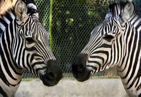 After months on the run, two zebras caught close to US capital - Raw Story