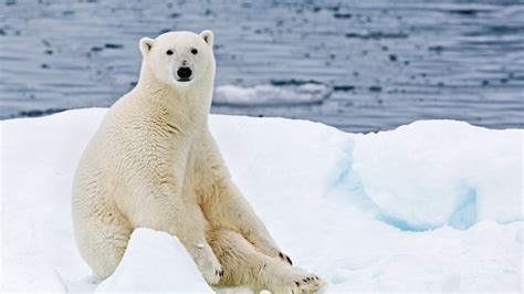 Heartbreaking Photos Show Stranded Polar Bears Floating on Ice | The ...