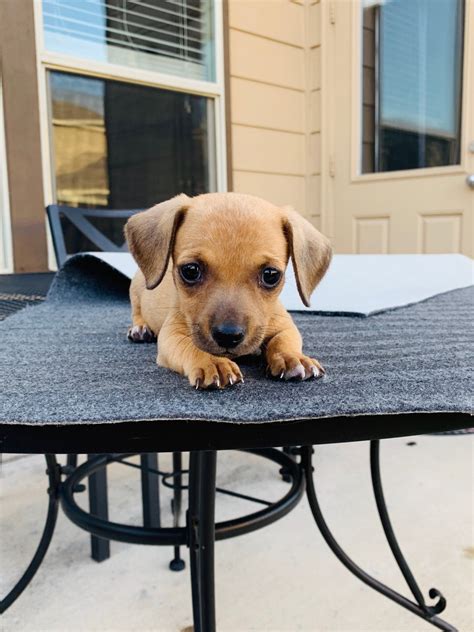 Chiweenie Puppies For Sale | Austin, TX #301367 | Petzlover