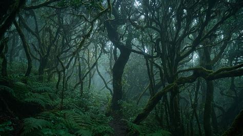 Enchanting Green Forest