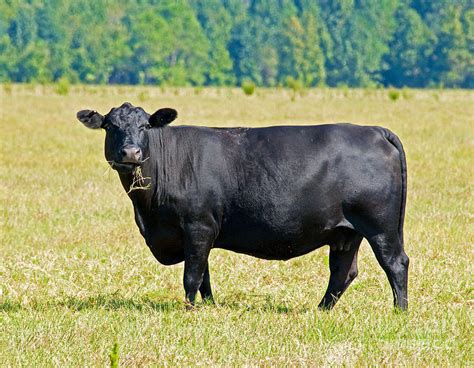 Black Angus Cattle Photograph by Millard H. Sharp