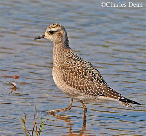 American Golden Plover Migration Map