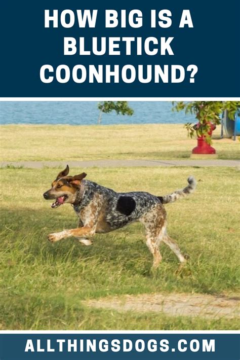 Bluetick Coonhound Size | Bluetick coonhound, Coonhound, Large dog breeds