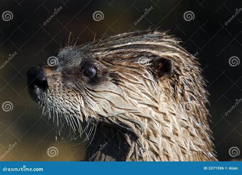 Northern River Otter stock photo. Image of otter, mammal - 3371596