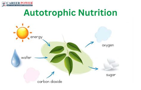 Autotrophs Examples