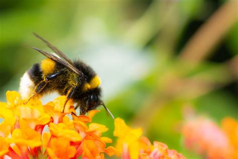 Bumblebee Conservation Trust | Ecoscape